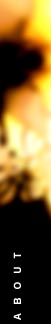 about.JPG (4677 bytes)