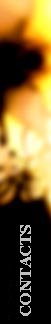 contacts.JPG (3785 bytes)